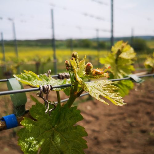 Nun geht es los – das Weinjahr 2020 startet