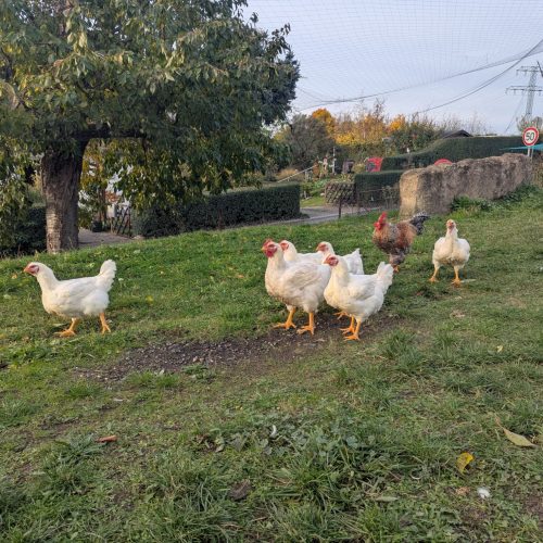 Das Geflügeljahr geht zuende