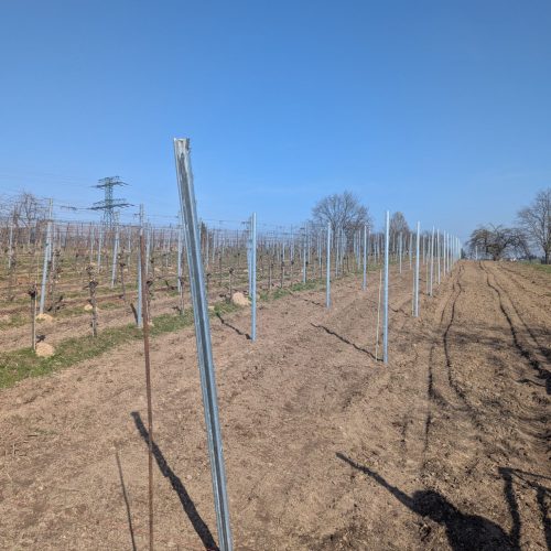 Neues Jahr – neue Reben